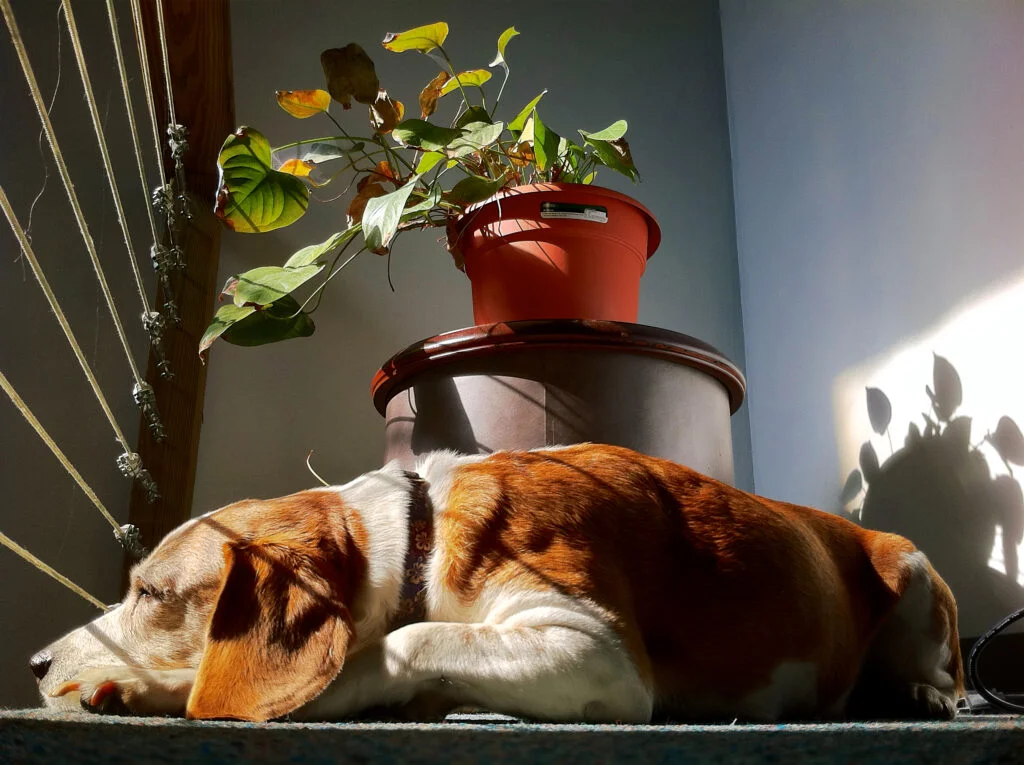 sunny penny